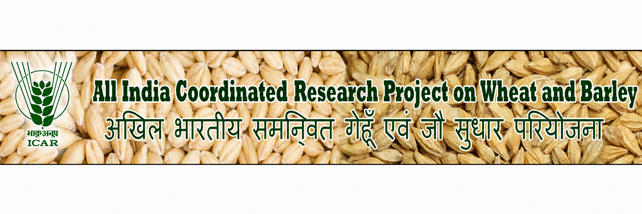 All India Coordinated Research Project on Wheat and Barley (AICRP)